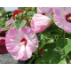 HIBISKUS Ketmia bagienny biało - różowy Luna Pink Swirl